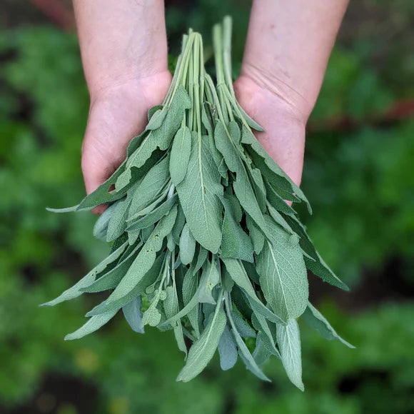 Sage - Green, 1 oz.