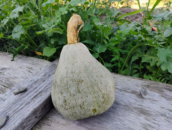 Squash - Silver Bell