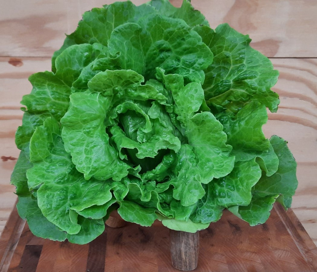 Summer Crisp Lettuce, 5 oz.