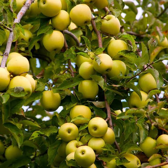 Apples, Golden Delicious