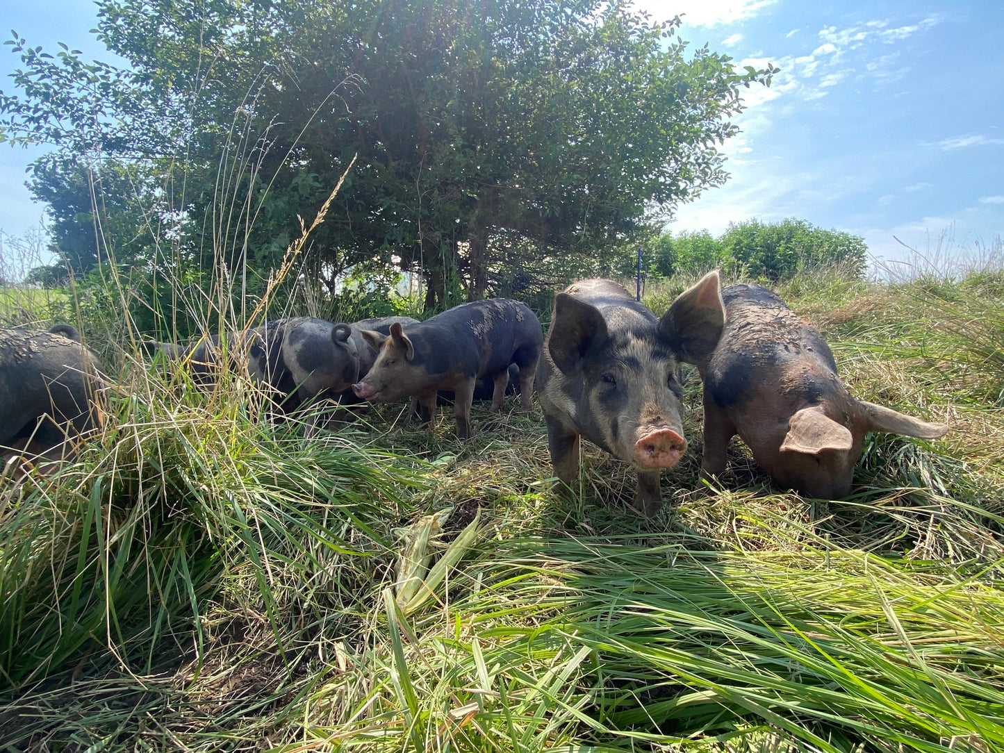 Pork – Country Style Ribs (Pasture-Raised, Non-GMO Fed)