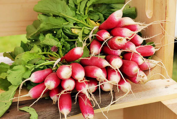 Radishes, French Breakfast