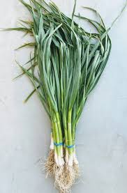 Green Garlic
