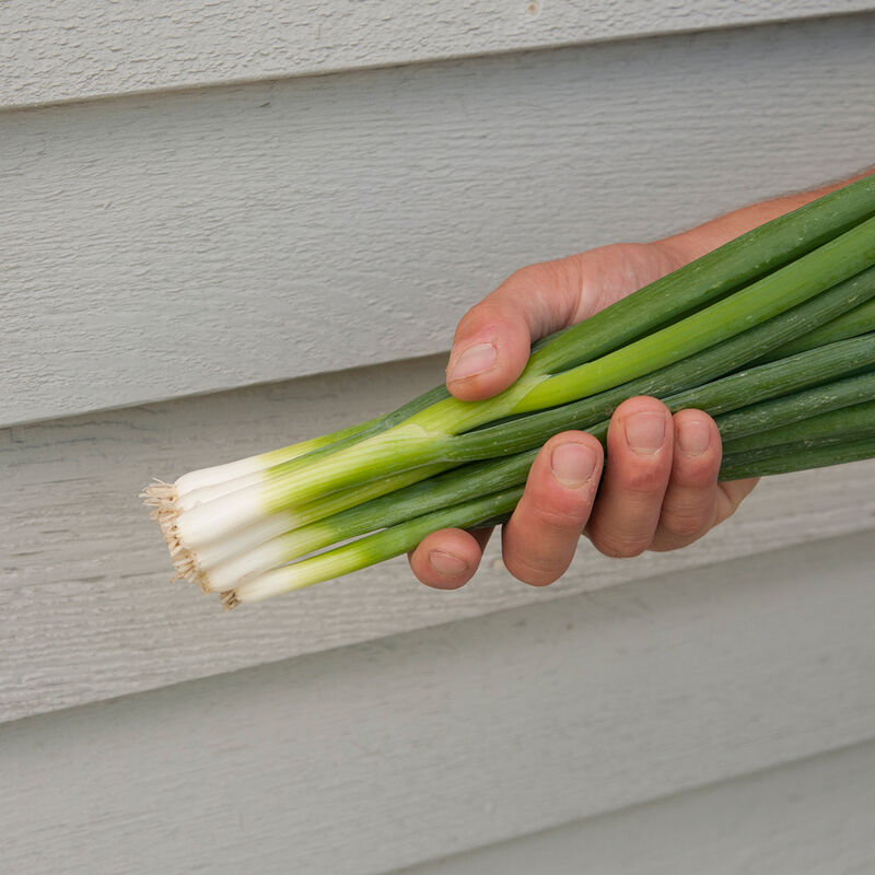 Green Onions, One Bunch