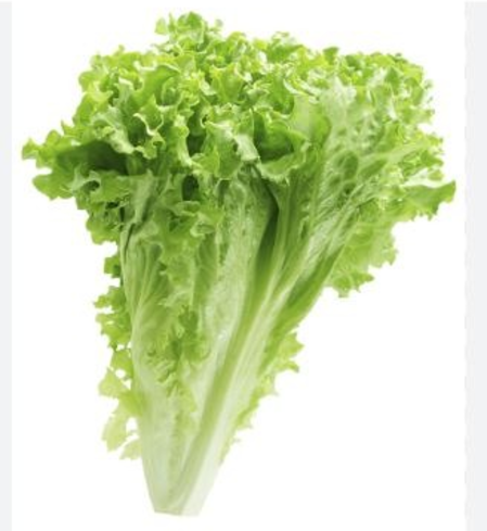 Lettuce, Green Head