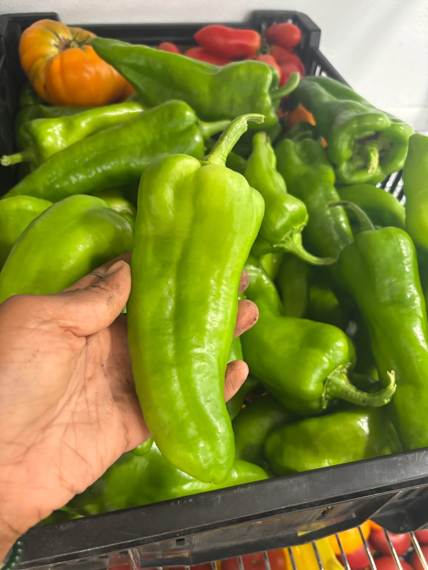 Peppers, Poblano