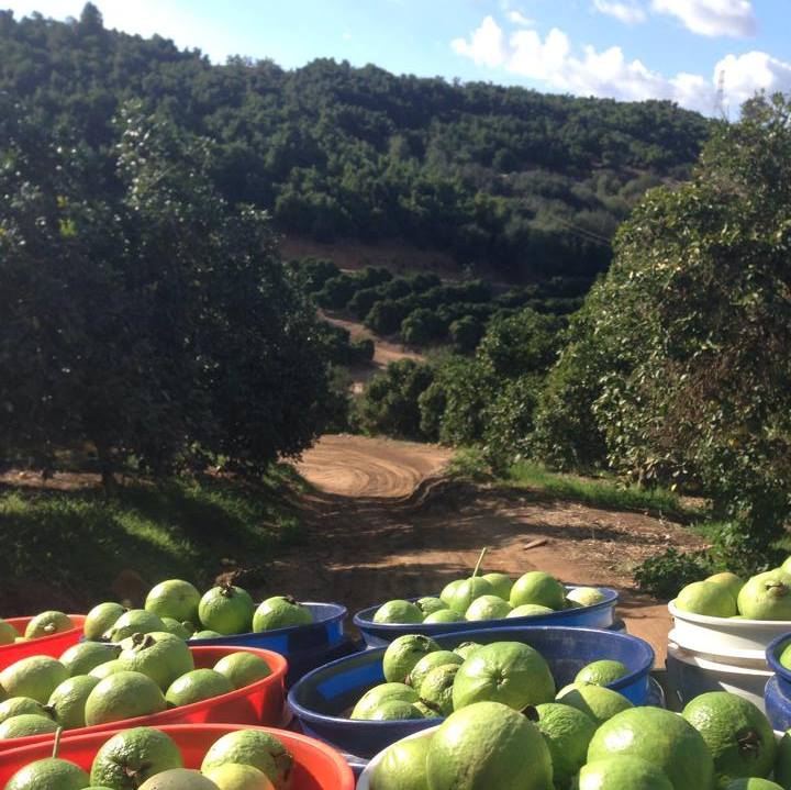 Organic Citrus - Navel Oranges