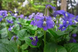 Violets