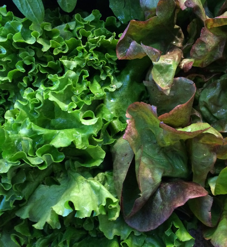 Lettuce
