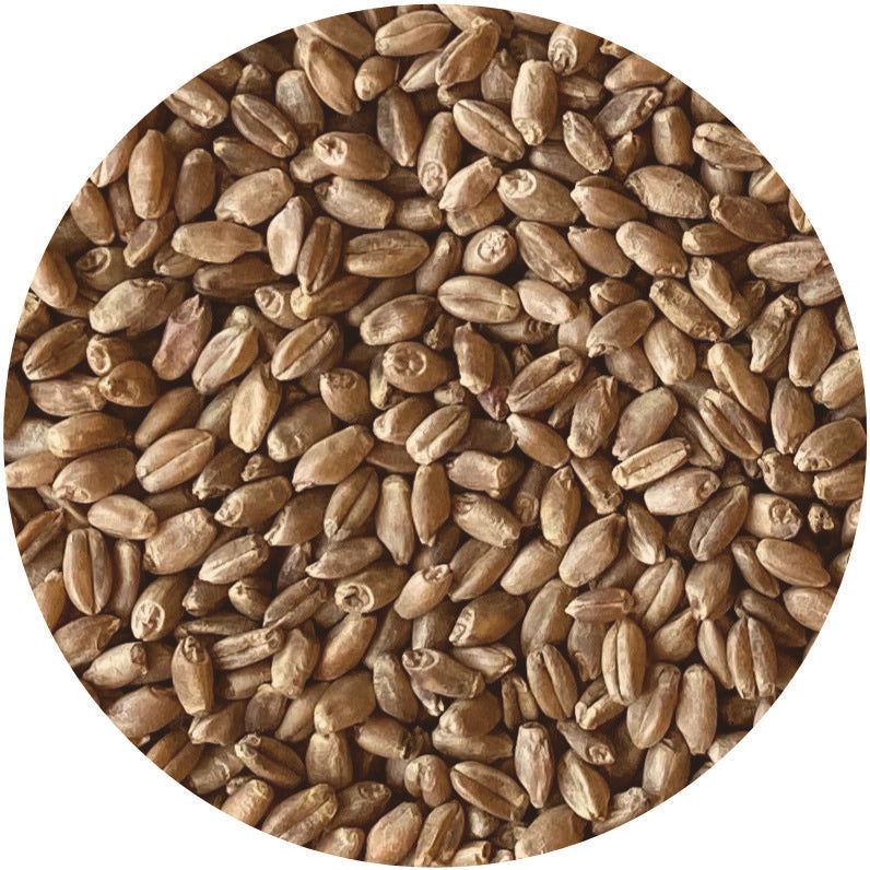 Organic Hard Red Spring Wheat Berries