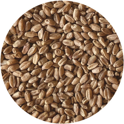 Organic Hard Red Spring Wheat Berries