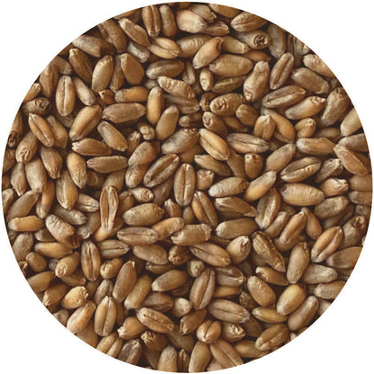 Organic Hard Red Winter Wheat Berries