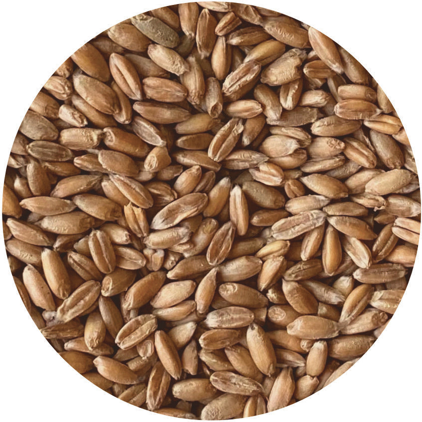 Organic Durum Wheat Berries