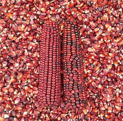 Organic Bloody Butcher Corn