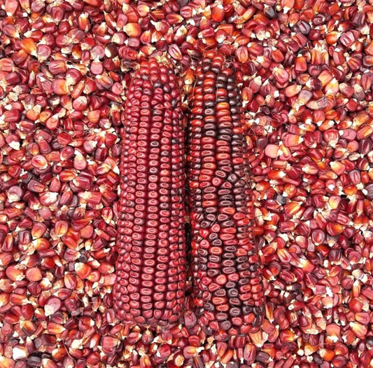 Organic Bloody Butcher Corn