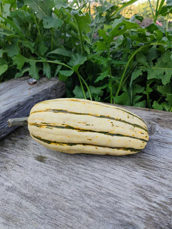 Squash - Delicata