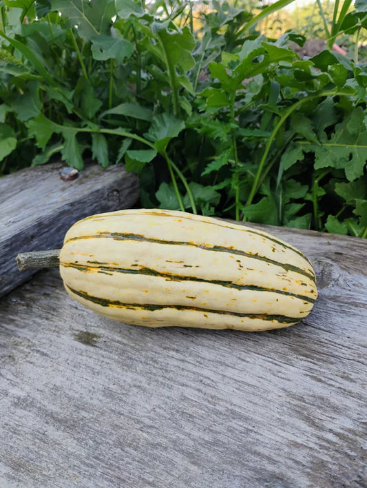 Squash - Delicata