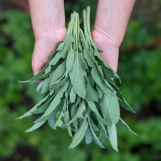 Sage, One Bunch