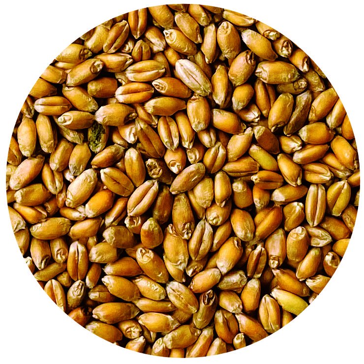 Organic Red Fife Heirloom Wheat Berries
