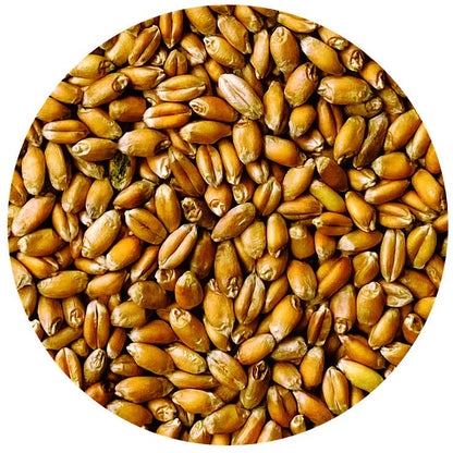 Organic Red Fife Heirloom Wheat Berries