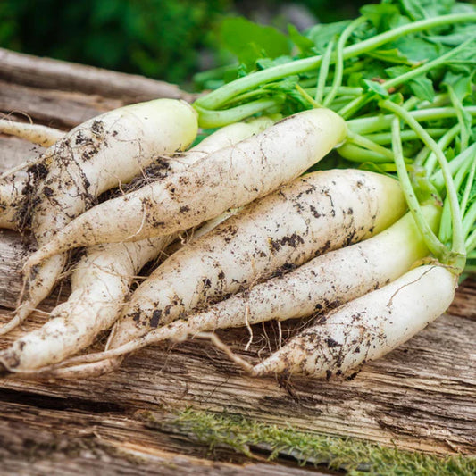 Radish - White Icicle