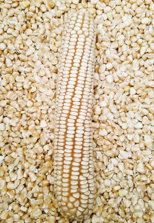 Organic White Corn