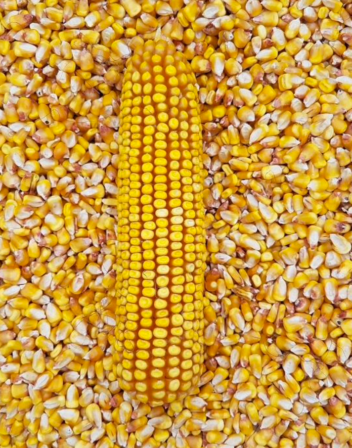 Organic Yellow Corn