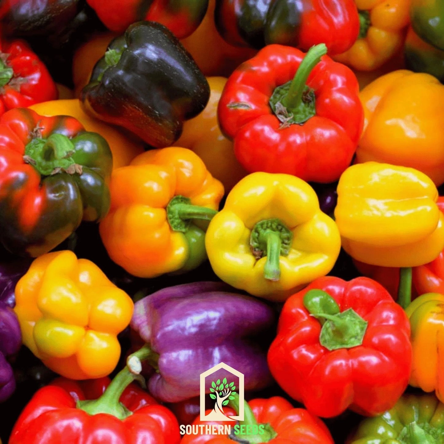 Sweet Bell Peppers, Colorful - Seconds