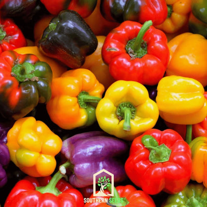Sweet Bell Peppers, Colorful - Seconds