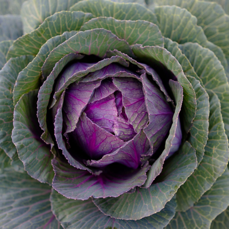 Cabbage - Red