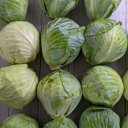 Cabbage - Green
