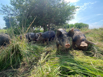 Pork - Breakfast Sausage - (No MSG or Nitrates)
