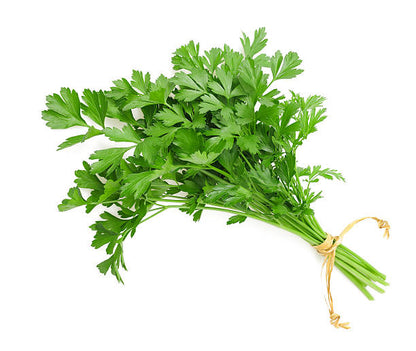 Cilantro - Bunch