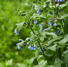 Comfrey