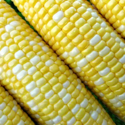Sweet Corn – Non-GMO