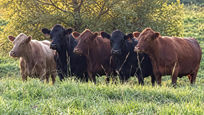Ground Beef – 100% Grass-Fed
