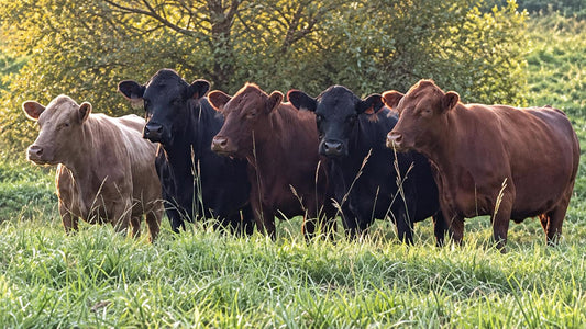 Ground Beef – 100% Grass-Fed