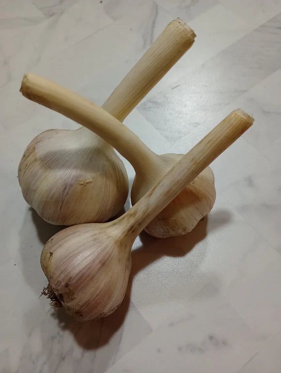 Garlic - Hard Neck Standard