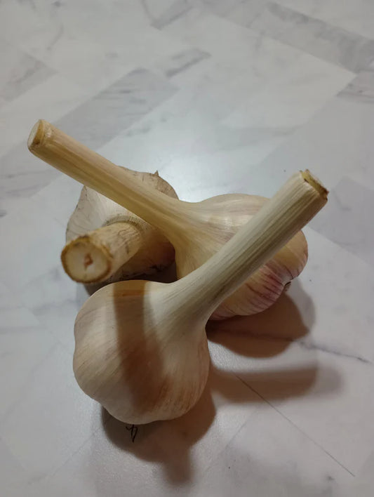 Garlic - Soft Neck