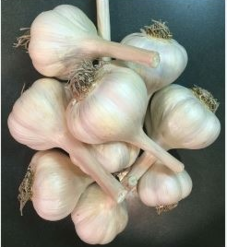 Garlic - Bulb