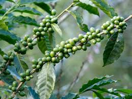 Green Coffee Beans (Unroasted)