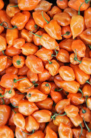 Peppers - Habanero