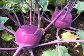 Kohlrabi - Purple