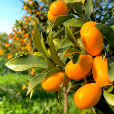 Organic Citrus - Kumquats