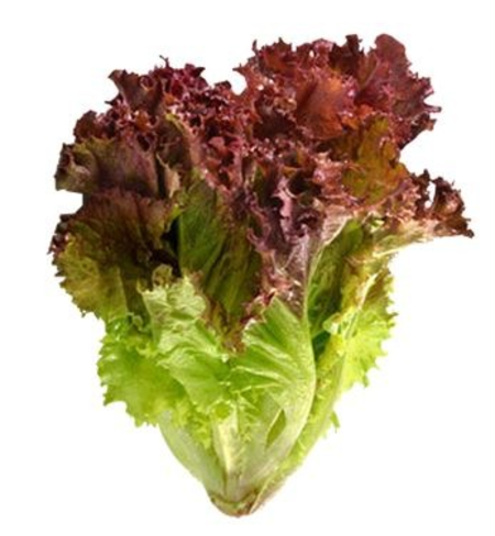 Lettuce, Red Head