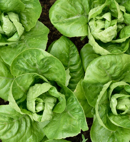 Romaine Lettuce Head, Each or Bulk Case