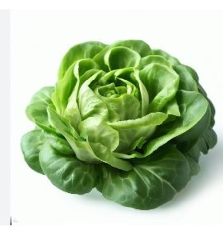 Lettuce, Green Butterhead