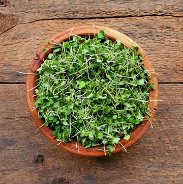 Microgreens - Arugula
