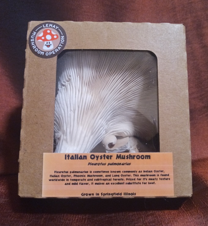 Mushrooms - Italian Oyster (1/4# pkg)