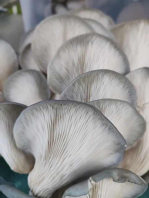 Mushrooms, King Blue Oyster